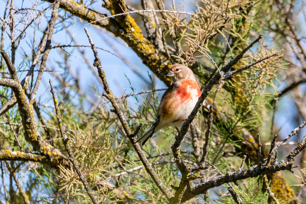Linnet euroasiático o linnet común (Linaria cannabina) es una pequeña ave paseriforme de la familia Fringillidae.. - Foto, imagen