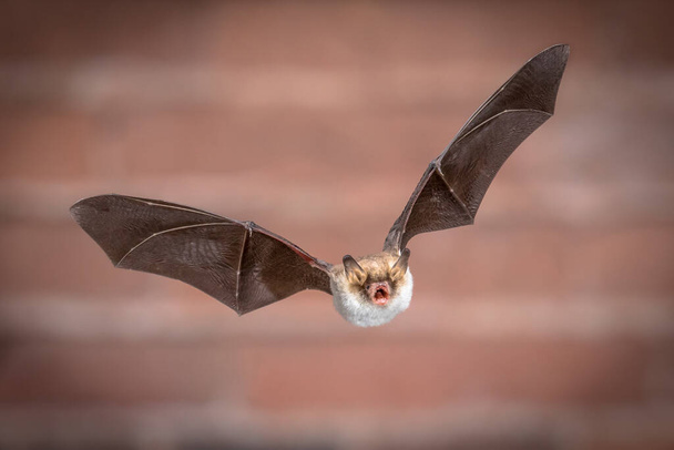 Flying Natterer's bat (Myotis nattereri) action shot of hunting animal on brick background. This species is medium sized with distictive white belly, nocturnal and insectivorous and found in Europe and Asia. - Photo, Image