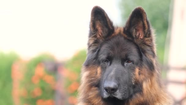 La cabeza de un valiente pastor alemán mirando a la cámara, un perro guardián en la casa. Video de alta calidad 4k - Metraje, vídeo