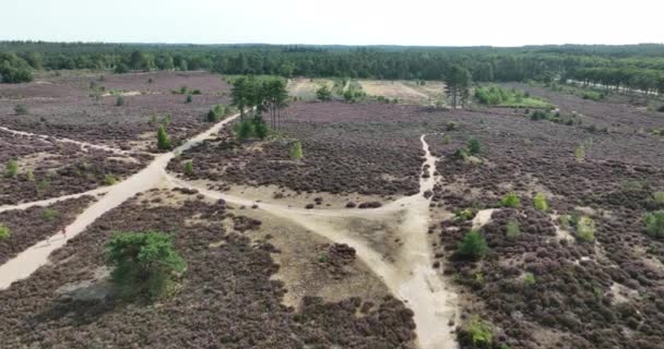 Heide or hei also heath vegetation consists of dwarf shrubs from the heather family. Flora in bloom in August in The Netherlands Sand ground nature park. Aerial drone overhead overview. - Footage, Video
