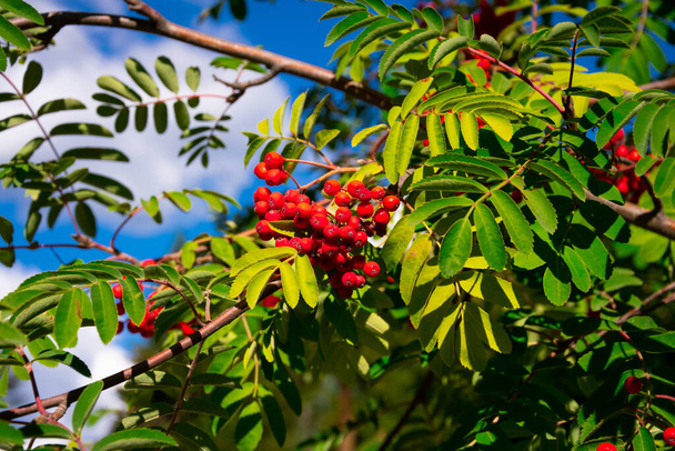 Rowan Tree Branches with Red Berries Вілла Ла Ангостура (Аргентина). - Фото, зображення