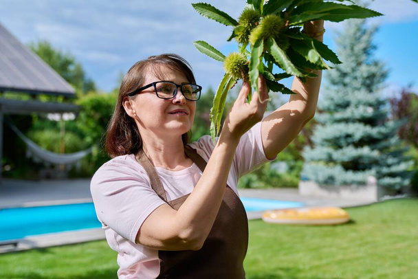 Woman touching chestnut fruit on a tree in the garden - Foto, Imagem