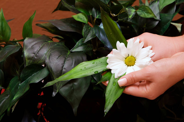 Manikűrözött kezek gerbera százszorszépet tartva - Fotó, kép