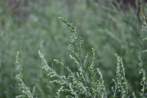 Mugwort flowers. Asteraceae perennial herb. Blooms from August to October and causes hay fever. Young leaves are edible and medicinal. - Photo, Image