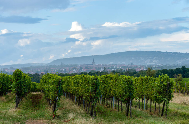 Панорамный вид на виноградные поля вдоль винного маршрута на закате - Фото, изображение