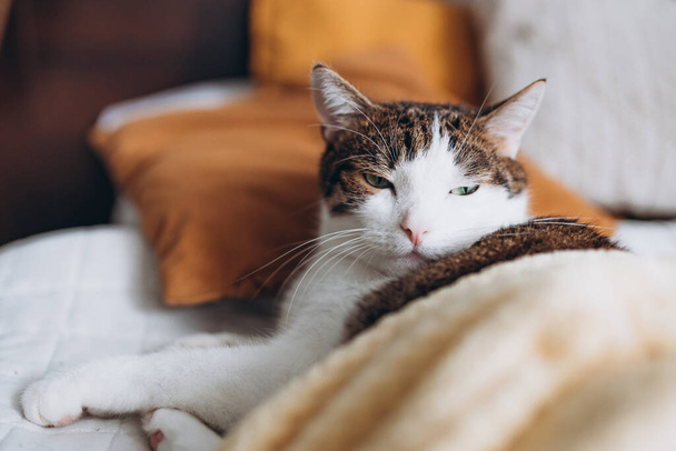 Blanco con el gato gris miente en cama en el país, concepto de la comodidad de la casa, interior. Copia el espacio. Adoptar mascotas - Foto, imagen
