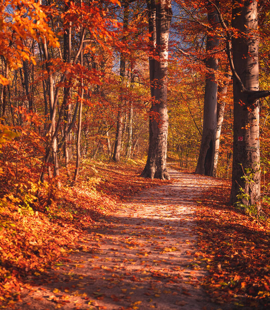 Nice autumnal scene in the forest - Foto, Imagem