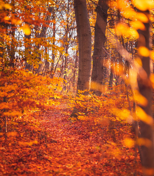 Nice autumnal scene in the forest - 写真・画像