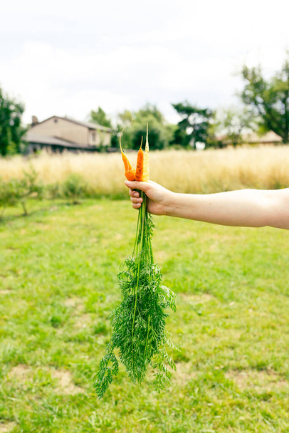 Marchewka w dłoni. Duża świeża pomarańczowa marchewka w kobiecej dłoni na tle ogrodu. Koncepcja rolnictwa, ogrodnictwo, uprawy warzyw. - Zdjęcie, obraz
