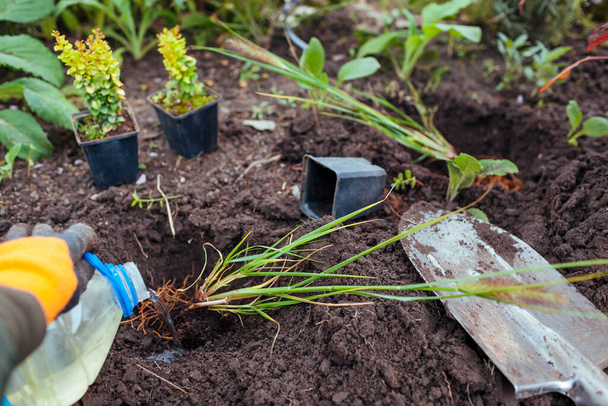 ペニセウム黒の美しさを土壌に植えます。庭師は秋の庭の地面に観賞用の噴水草を移植し、ボトルから水をやる. - 写真・画像