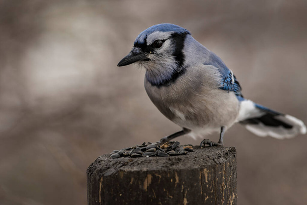 A Blue Jay foraging for food. Cyanocitta cristata - Photo, Image
