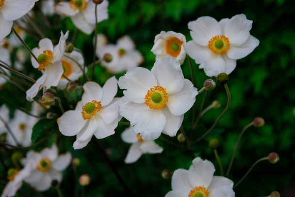 View of Japanese Anemones or windflowers (Anemone hupehensis) - Photo, Image