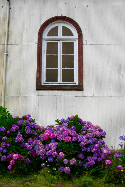 Hydrangea (Hortensia) flowers and an old window. Puerto Varas, Chile - Photo, Image