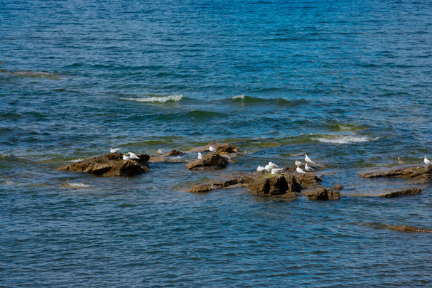 Seagulls on the rocks in Llanquihue Lake. Frutillar Bajo, Chile - Photo, Image