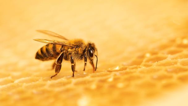Egy méhecske méhkaptárban dolgozik, méhsejteken. Közelkép, szelektív fókusz. - Fotó, kép