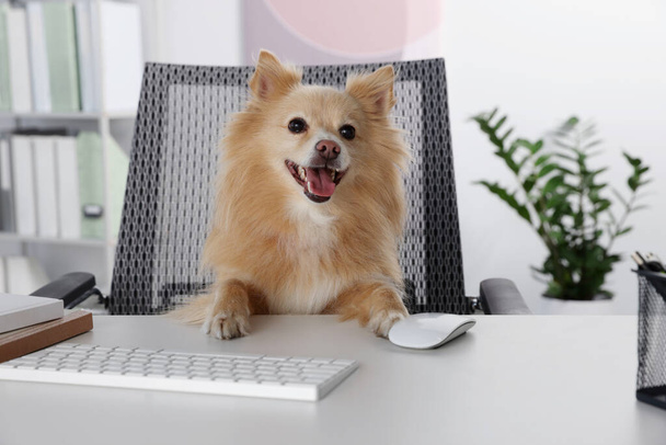 Cute Pomeranian spitz dog at table in office - Zdjęcie, obraz