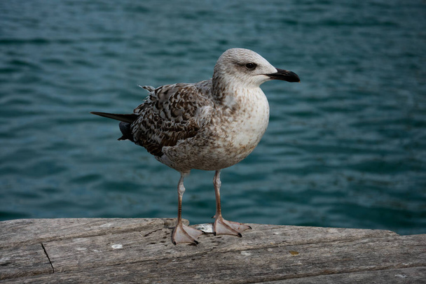 Seagull portrait and close up with the mediterranean sea in the background. Barcelona, Spain - Photo, Image