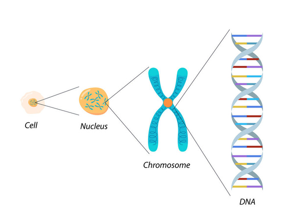 Estructura de la célula, el cromosoma y el ADN. Biología molecular - Vector, imagen
