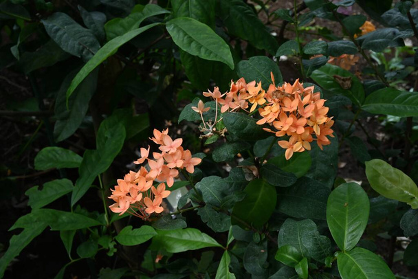 Kínai ixora (Ixora chinensis) virágok. Rubiaceae örökzöld trópusi cserje. - Fotó, kép
