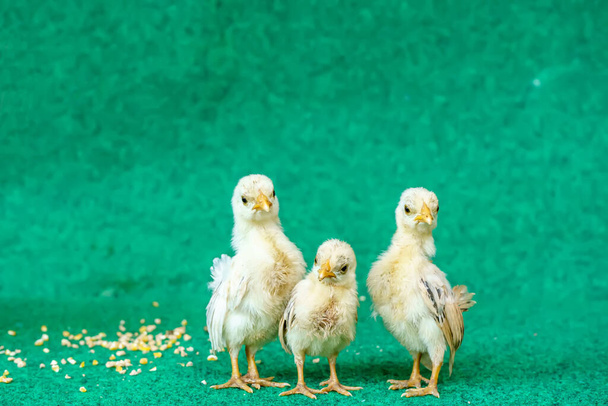 Желтая серама птенцов на искусственном фоне травы. - Фото, изображение
