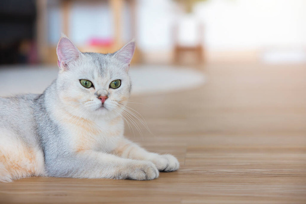 British Shorthair, a cute cat relaxing in the house happily. A short-haired white cat with an orange belly and green-yellow eyes. - Fotografie, Obrázek