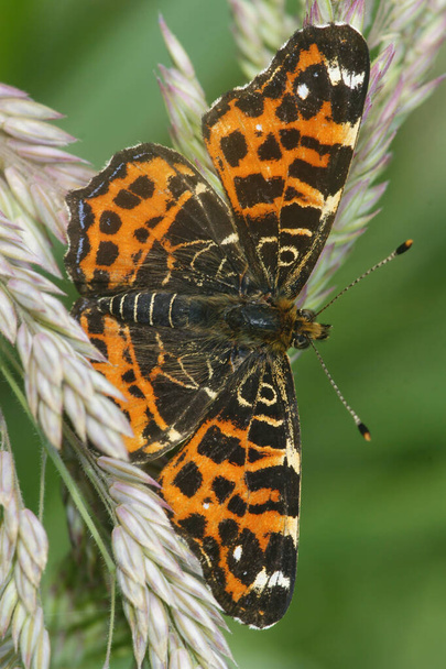 Vertical closeup on an orange Map butterfly, Araschnia elvana wiith spread wings on a grass straw - Photo, Image