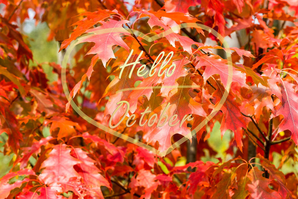 Witaj, Październiku. Czerwone liście północnoczerwonego dębu (Quercus rubra) jesienią. Czerwony dąb spada z bliska. Koncepcja upadku - Zdjęcie, obraz