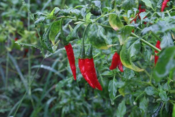 rood gekleurde chili op de boerderij voor de oogst - Foto, afbeelding
