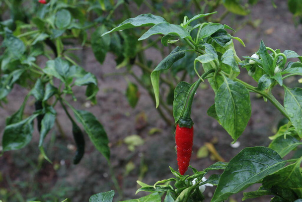 red colored chili on tree in farm for harvest - Photo, Image
