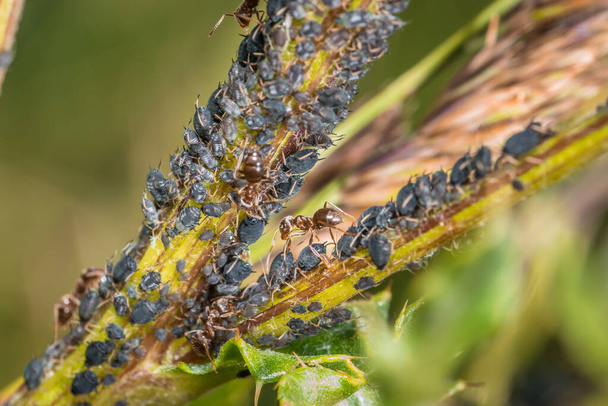 Μυρμήγκια φυλάνε την βοσκή και αρμέγουν τις αφίδες σε ένα φυτό στη φύση, Γερμανία - Φωτογραφία, εικόνα