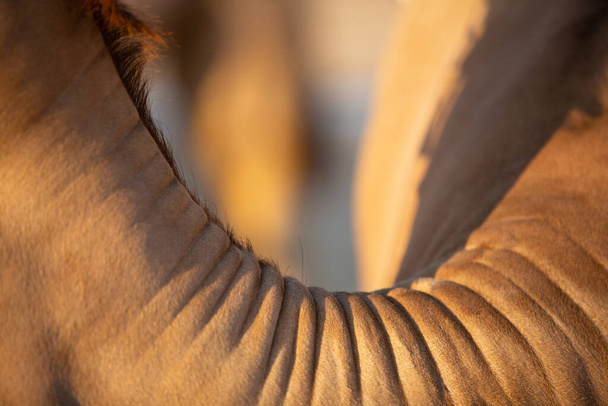 Pescoço de camelo da imagem acima - Foto, Imagem