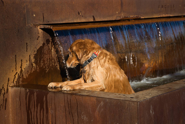 Brown golden retriever dog in a city fountain bathing due to high temperatures. Concept pets, animals, dogs, pet love, climate change. - Zdjęcie, obraz