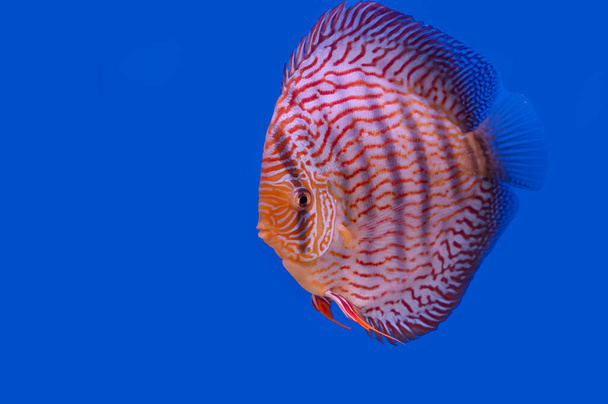 Discus hal izolált kék alapon fénymásolási hely. - Fotó, kép