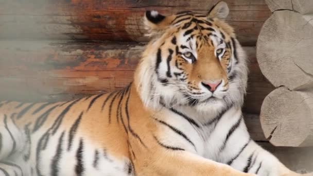 Прекрасний бенгальський тигр лежить у вольєрі. Тварина відпочиває. Небезпечний хижак. Контактний зоопарк. Тварини в клітці. Красива велика дика африканська тварина
. - Кадри, відео