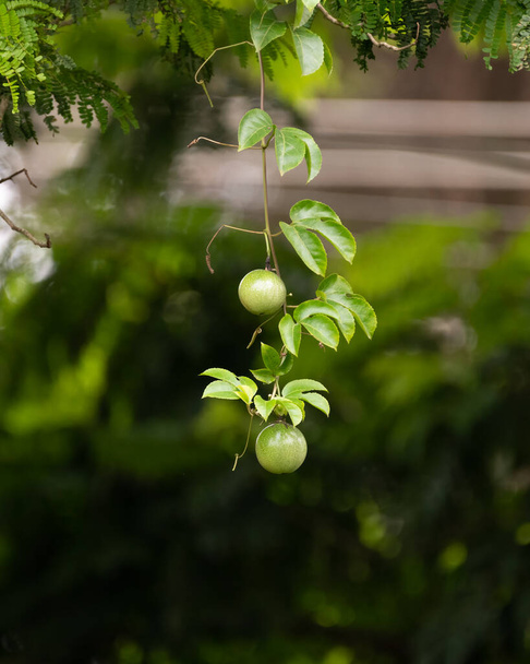 Fruit cru de la passion (Passiflora edulis) suspendu à sa vigne dans le jardin de Mangalore, en Inde. - Photo, image