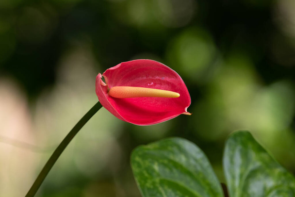Close-up of a single red Anthurium flower in the garden. Also called the Tailflower or Flamingo flower and Laceleaf. - Zdjęcie, obraz