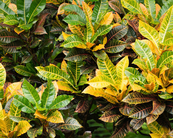 Zbliżenie wielobarwnej rośliny Codiaeum variegatum croton z dużymi kolorowymi liśćmi w naturalnym świetle słonecznym w ogrodzie. - Zdjęcie, obraz