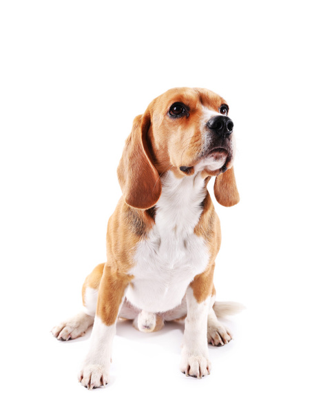 Beagle dog isolated on white - Fotó, kép