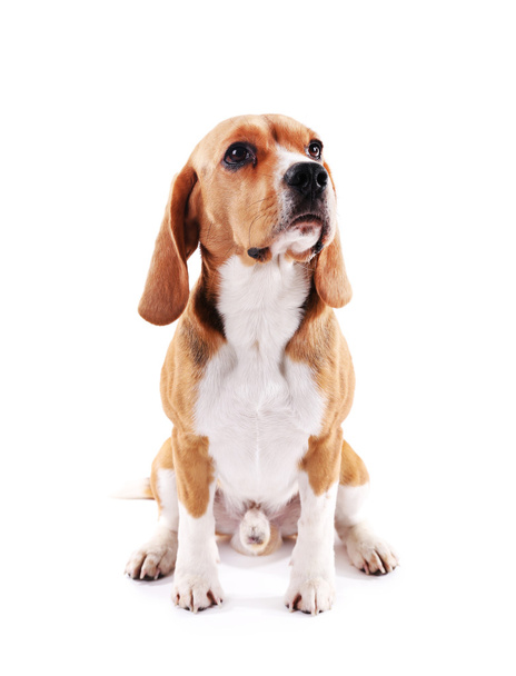 Beagle dog isolated on white - Fotó, kép