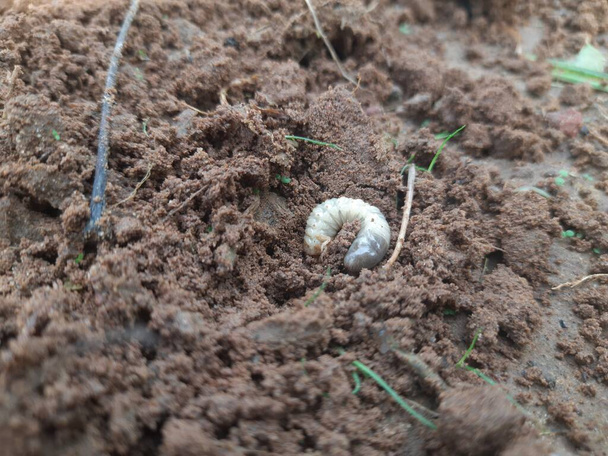 Larva of Japanese rhinoceros beetle. Rhinoceros beetle larva at pupal stage. Japanese rhinoceros beetle in the field.  - Foto, afbeelding