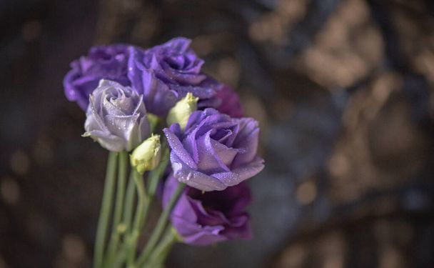 Varietal eustoma terry in the rays of the sun - Photo, Image