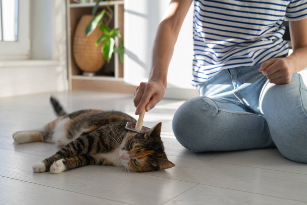 Woman hand brushing cat hair in cozy room at home. Combing hair brush for animals. Domestic kitten lying in floor with sunlight near owner and enjoying with pleasure while being brushed and combed. - Фото, изображение