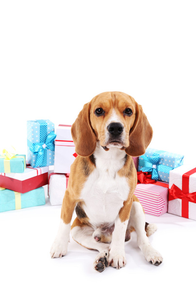 Beagle dog with gifts - Foto, afbeelding