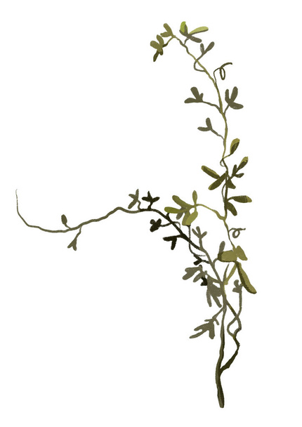 valkoisella pohjalla eristetyn kasvin haara - Valokuva, kuva