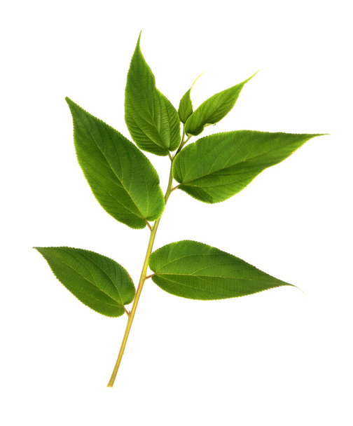 Zelený list izolované na bílém pozadí - Fotografie, Obrázek
