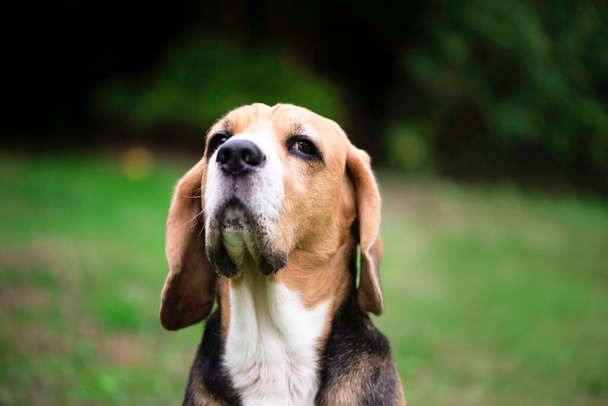 beagle dog looks seriously, face close-up - Fotografie, Obrázek