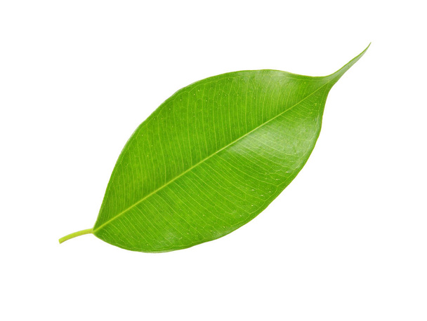 зеленый лист на белом - Фото, изображение
