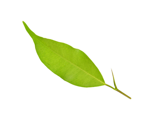 groen blad op een wit - Foto, afbeelding