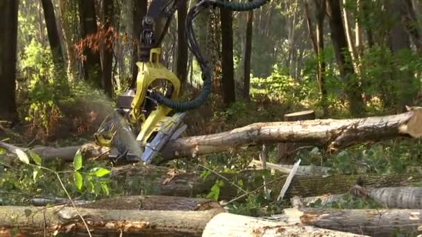 Cortar bosques con maquinaria moderna - Preparar la leña para el invierno, Vídeo Clip con sonido original - Metraje, vídeo