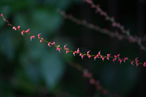 Jumpseed (Persicaria filiformis) virágok. Polygonaceae évelő növények. A virágzási szezon augusztustól novemberig tart, és a versenyek lentebb pirosak és fehérek.. - Fotó, kép